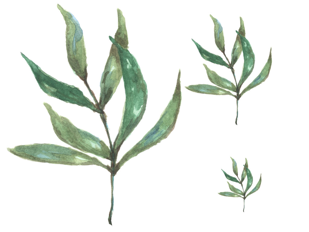 Watercolor Eucalyptus - 3 sizes