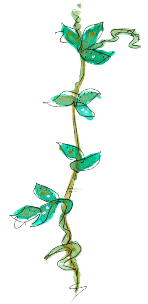 Tiny Watercolor Leaves on Vine