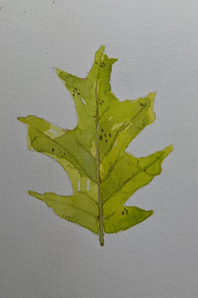 Watercolor Oak Leaf